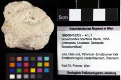 Foto (Objket + Etiketten) von Goniodromites bidentatus (Reuss, 1858) 